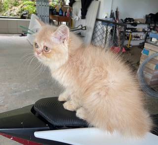 kitten exotic Longhair for rehome