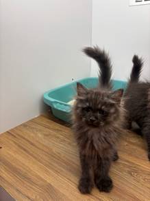 Ragdoll Mix BLH