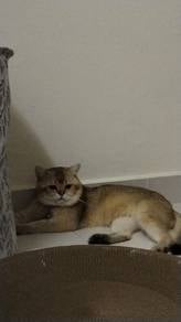 Bsh Golden