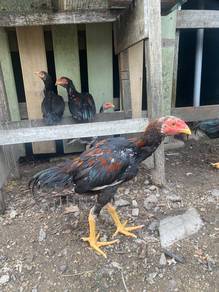 ayam baka lama