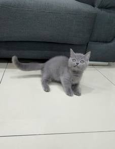 Blue Munchkin kitten