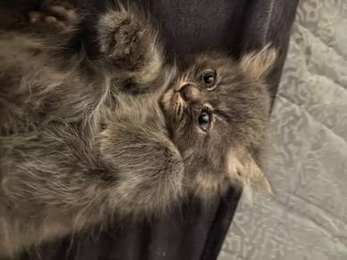 kitten 