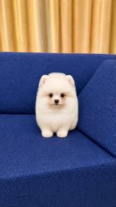 Pomeranian Bear Face White Male Puppy PROMO