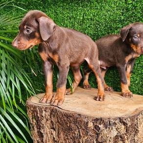doberman 