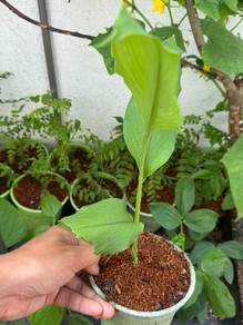 Pokok Herba Dapur Anda