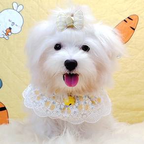 Maltese