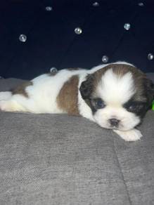 shih tzu 
