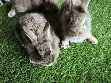 Rabbit Arnab xx LH