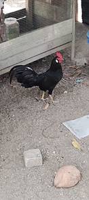 ayam baka hutan