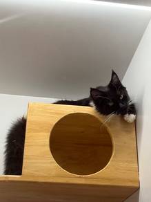 Mainecoon Cat for Sale