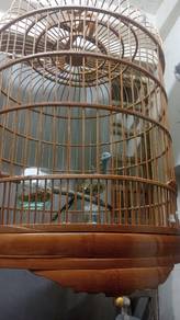 titir galak untuk dijual