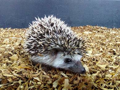 Hedgehog