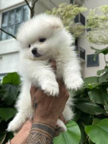 tiny pomeranian q