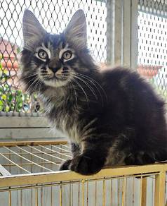 Purebreed Mainecoon Kitten 