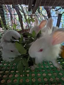 Arnab Peliharaan dan Pedaging
