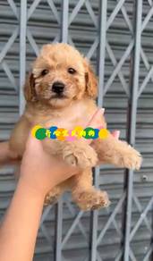 Toy Poodle (M/F)