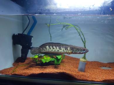channa cobra 9inc lebih kure