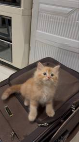Persian Semi Flat Face