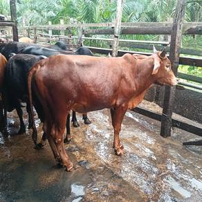 Lembu utk djual