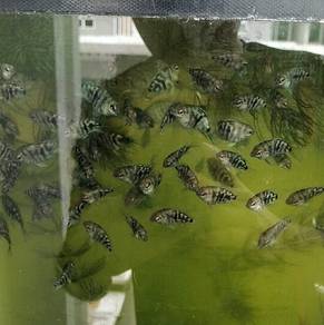 Mini Panda Parrot Ikan Hiasan/ornamental fish 