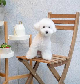Bichon Frise