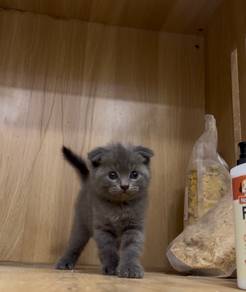 Scottish Fold Kitten Cat