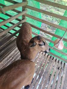 kambing biri2 betina