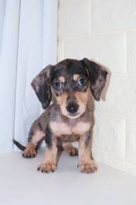 J0193 Dachshund Adorable Short-Legged Puppy