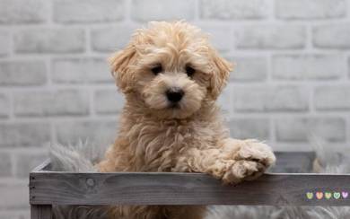 Maltipoo