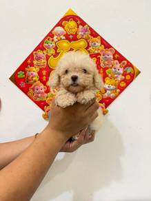 Tiny Poodle Cream White Male ( lowest price JB )
