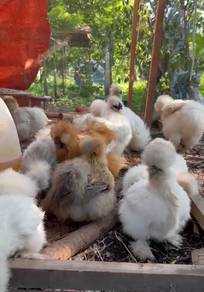 ayam silkie us silkie chicken