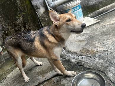 Husky mix German female 3 months