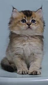 BLH Kitten British Long Hair Kucing cute