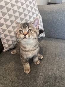 Bsh tabby