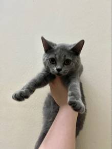 Kucing british shorthair bsh cat kucing murah