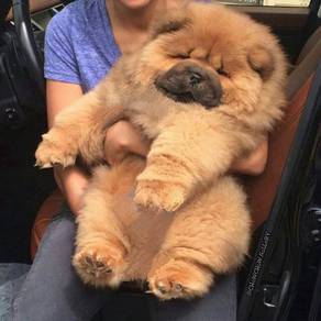 CC588 Chow Chow thick haired puppy