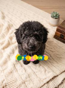 Poodle (M)