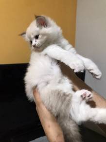 Ragdoll bicolor 
