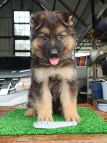 German shepherd puppies 