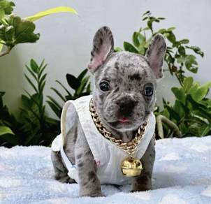 FRENCH BULLDOG PUPPIES 🌻VIP21 Boy