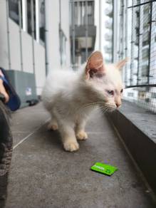 kitten 