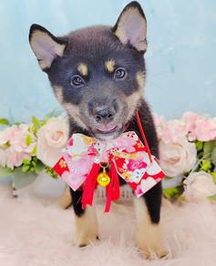 Shiba