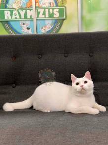 British Shorthair Male