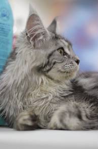 Majestic Silver Tabby Maine Coon