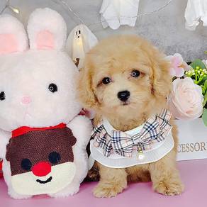 Poodle