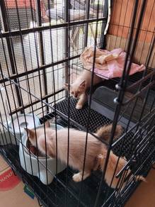Kucing Siamese mata biru dan oren DSH untuk dijual
