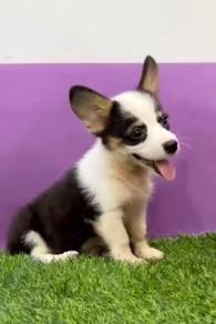 Corgi mka tri color