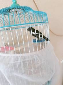 burung murai
