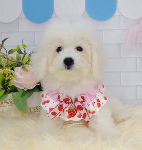 Bichon Frise