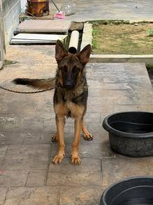 German Shepherd female